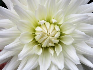 white dahlia flower
