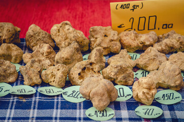 White Truffles (Tuber Magnatum Pico) on a trader stall of the Fiera del Tartufo (Truffle Fair) of...