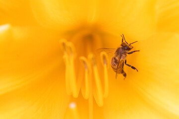 A macro photograph of a Honeybee pollenating a yellow flower.