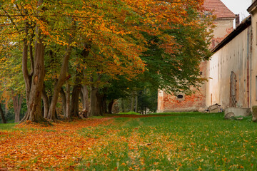 autumn golden foliage October season day time park outdoor alley way trail near old castle wall...