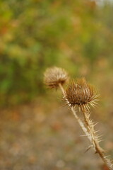 Dry sharp brown plant growing in autumn forest.