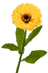 Orange flower of calendula, isolated on white background