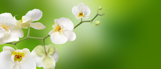 White orchid isolated on green abstract nature background