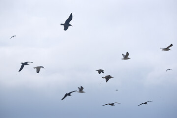 flock of seagulls