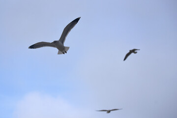 seagull in flight