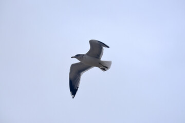 seagull in flight