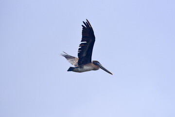 pelican in flight