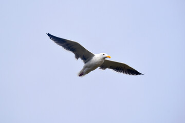 seagull in the sky
