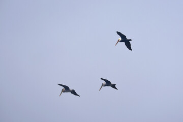 flying pelicans