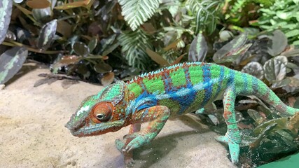 chameleon on a branch