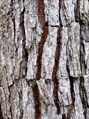 bark of a redwood tree