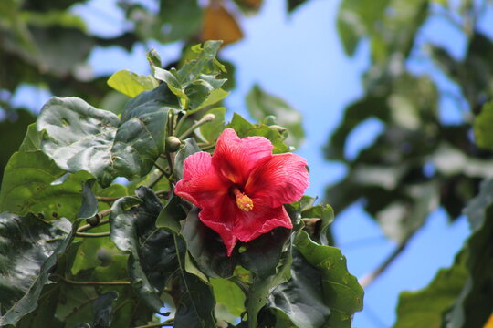 Flor de Maga