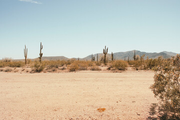 Woestijn van Arizona
