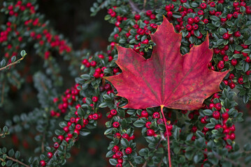 Single red maple leaf on red buckthorn berries bush. Beautiful red autumn background, Dublin, Ireland