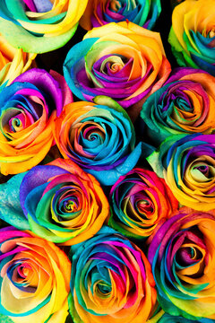 Rainbow Rose Images Browse 759 Stock Photos Vectors And Video Adobe Stock