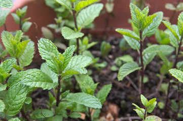 Closeup a peppermint, Mentha spicata, with green leaves