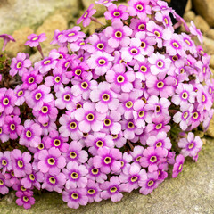 Closeup of dense light pink flowers of the alpine plant Dionysia freitagii on a rockery