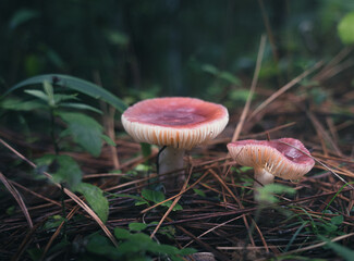 mushroons in the forest