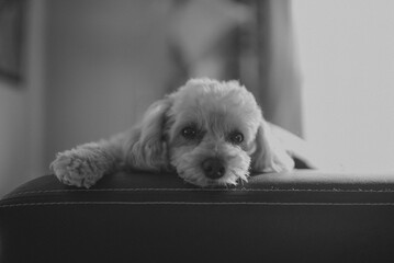 Dog sleeping on the couch