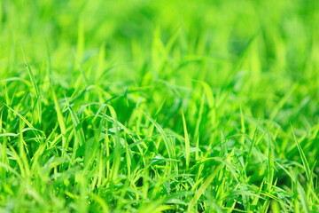 Fototapeta premium 若草