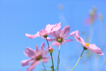 Obraz premium コスモス