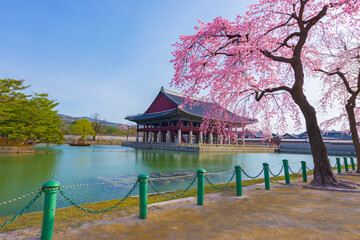 Gyeongbokgung Palace with cherry blossom in spring, Seoul in south Korea.