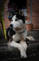 
Siberian Husky posing on the street