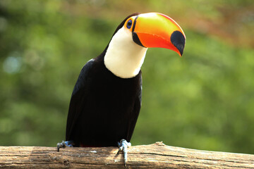 Tucano Brasileiro Zoo Gramado - RS