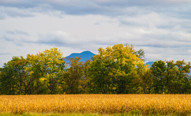 Obraz premium golden field of corn ready to harvest with view of Camels Hump Mountain in fall foliage season, in Vermont 