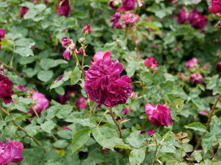 Detail of the beautiful flower