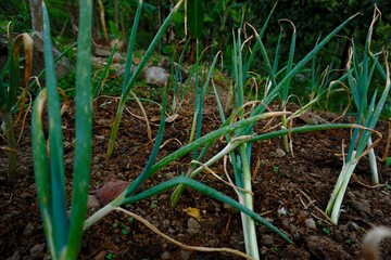 Fresh green onion plantations, naturally outside the village are grown on organic farms. Waiting for the harvest season, The concept of healthy food.