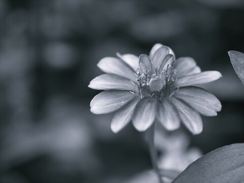 Closeup blurred Zinnia flower in black and white image and blurred background ,old vintage style photo for card design