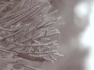 Closeup blur macro leaf pine leaves in black and white image and blurred background ,old vintage style photo for card design