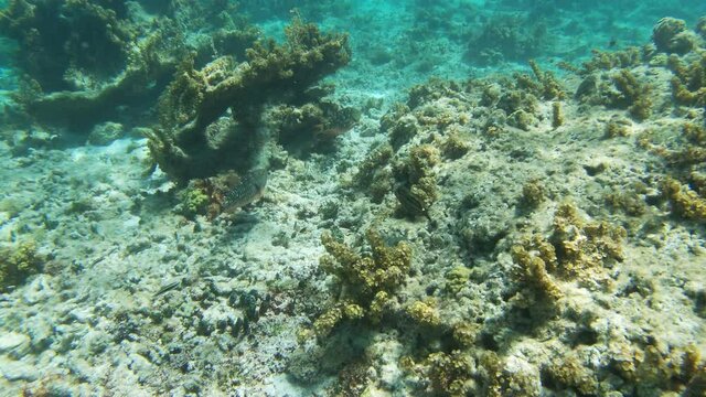 Fond marin Petite Terre Guadeloupe France