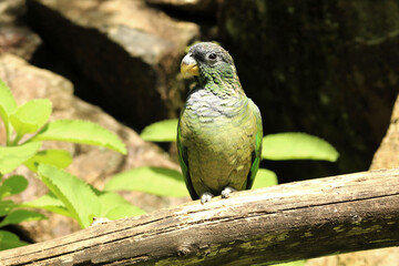 Papagaio Zoo Gramado RS