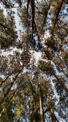 pine forest in autumn