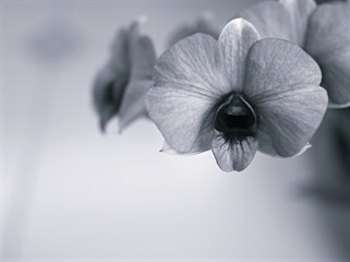 Closeup blur macro cooktown orchid ,Dendrobium bigibbum orchid flower in black and white image and...