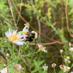 bee on a flower