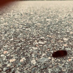 ants on the ground
