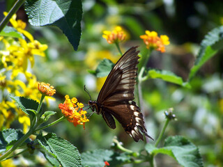 butterfly on flower