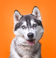 studio shot of a dog on an isolated background