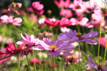 コスモス