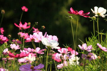 コスモス