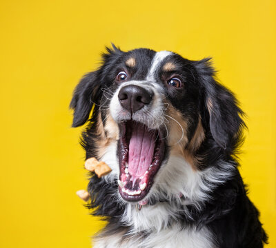 studio shot of a dog on an isolated background