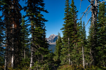 Grinnell Overlook via Granite Park Trail in Glacier National Park, wilderness area in Montana's Rocky Mountains. USA. Back to Nature concept.