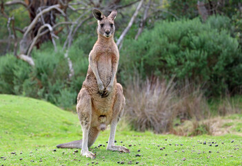 Male Kangaroo standing - Anglesea, Victoria, Australia