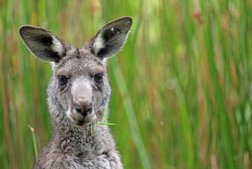 Naklejka na ściany i meble Kangaroo with grass in its mouth - Anglesea, Victoria, Australia