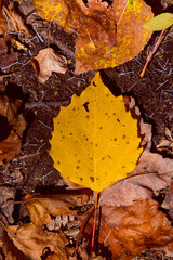 Fall colors on the boreal forest, Quebec, Canada