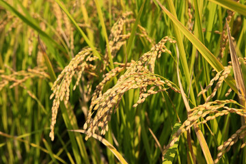稲穂