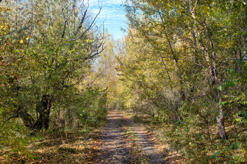A yellow forest and a path in fall.